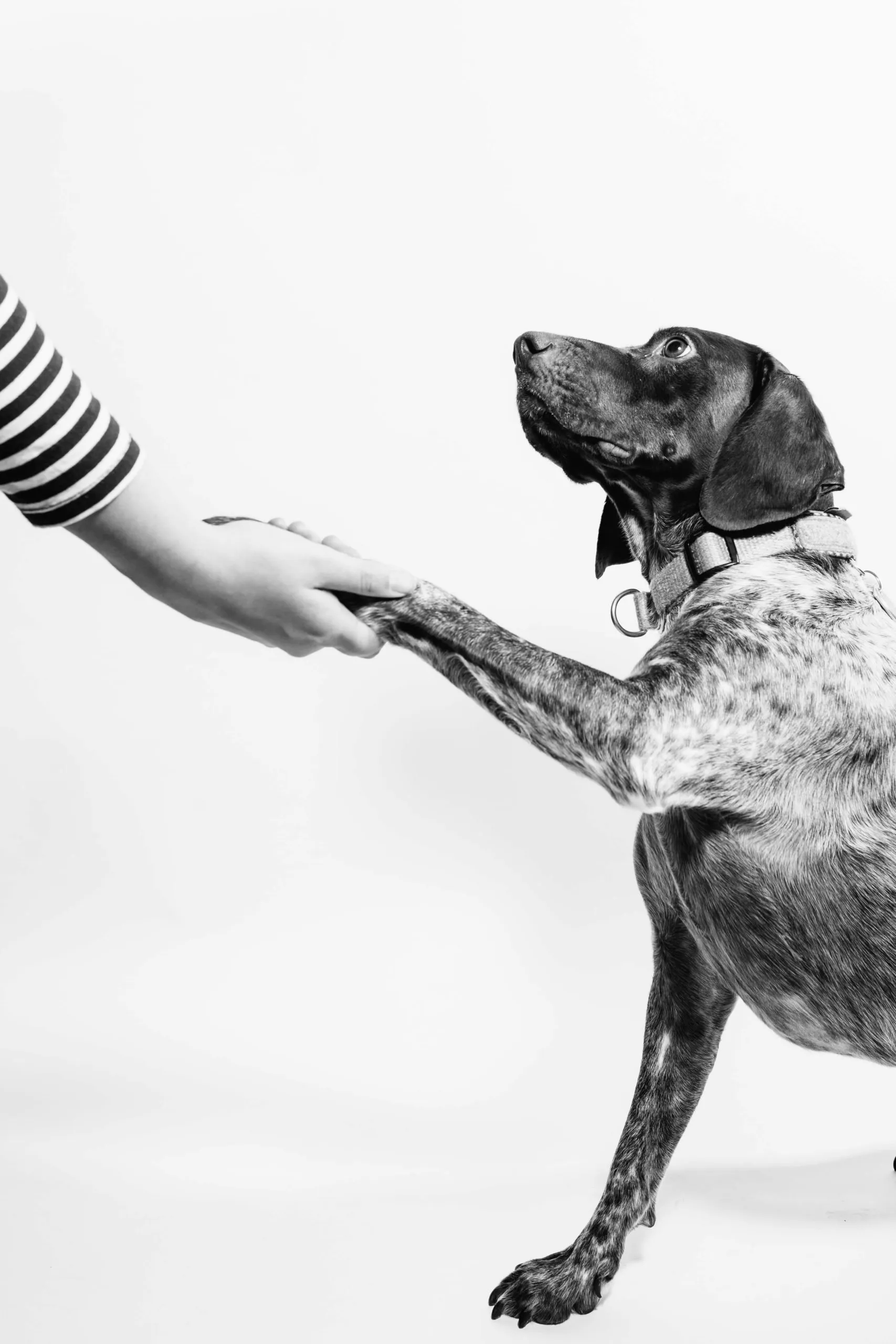 Séance d'éducation canine