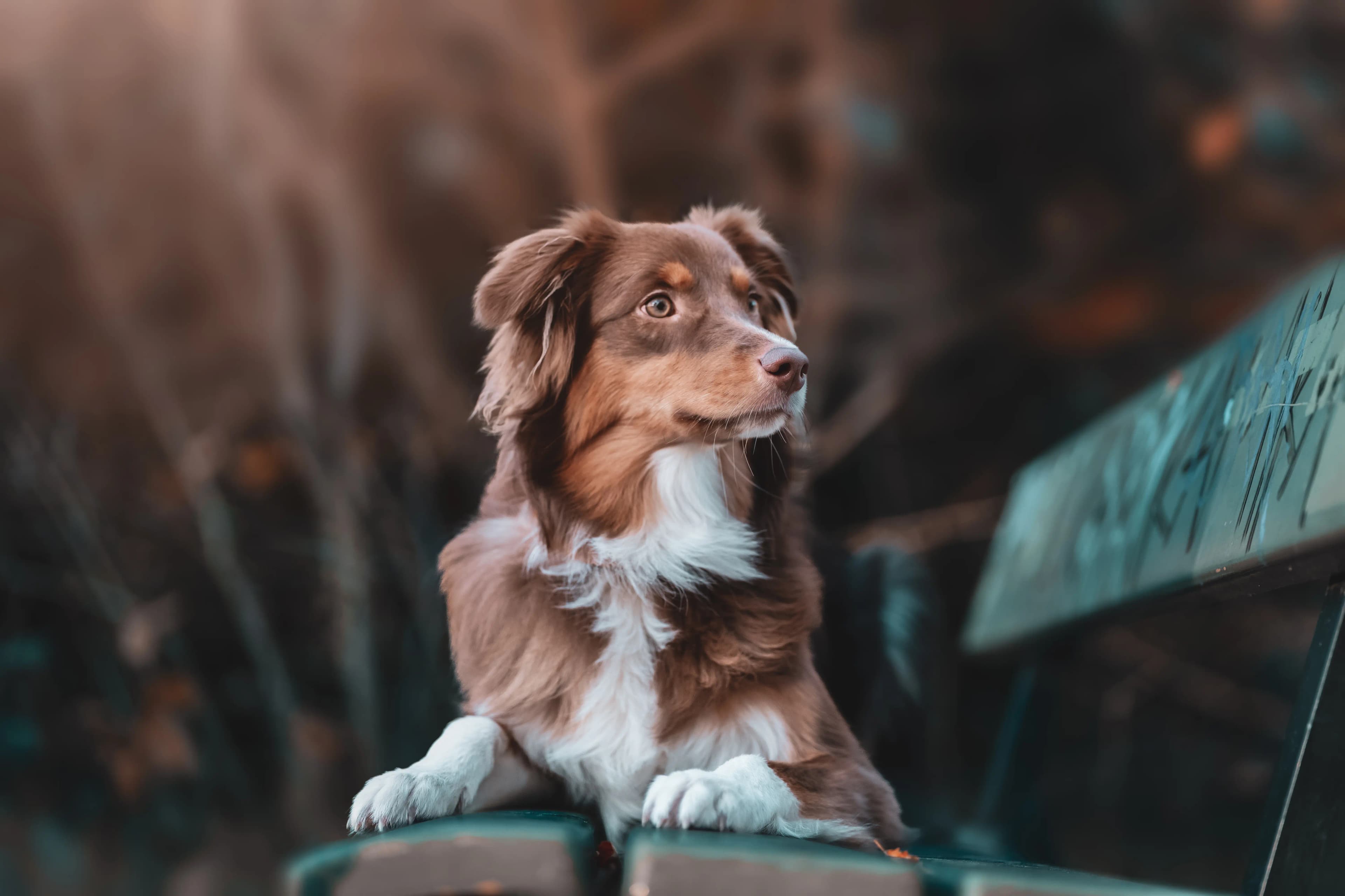 Séance d'éducation canine
